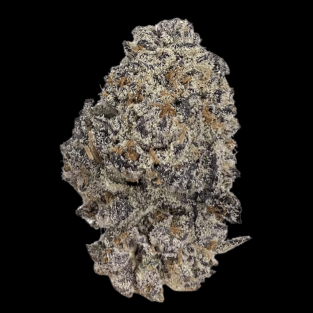 Buy Original Oreoz Feminized Seeds - High THC, Rich Flavor, and Robust  Yields